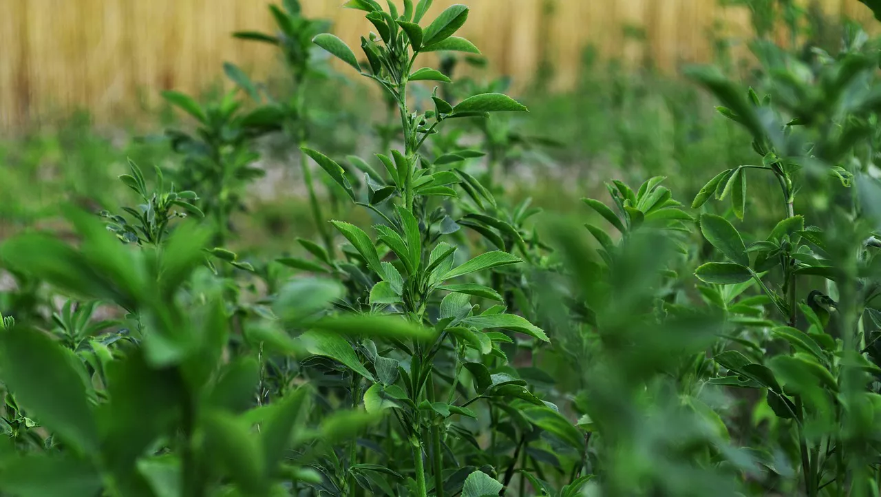 Alfalfa en Zamora Pago de Castellares